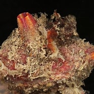Image result for "microcosmus Claudicans". Size: 186 x 185. Source: www.aphotomarine.com