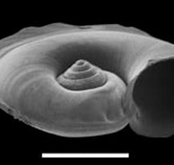 Image result for Atlanta echinogyra Anatomie. Size: 194 x 113. Source: tolweb.org