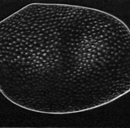 Afbeeldingsresultaten voor "angulorostrum Segonzaci". Grootte: 188 x 185. Bron: www.marinespecies.org