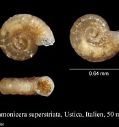 Afbeeldingsresultaten voor "ammonicera Rota". Grootte: 174 x 185. Bron: www.marinespecies.org