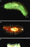 Afbeeldingsresultaten voor "Harmothoe Spinifera". Grootte: 120 x 185. Bron: www.researchgate.net