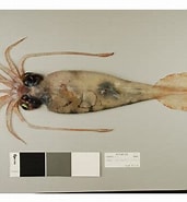 Afbeeldingsresultaten voor "galiteuthis Glacialis". Grootte: 171 x 185. Bron: www.sciencelearn.org.nz