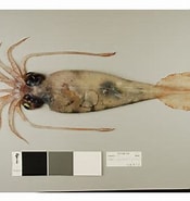 Image result for Galiteuthis glacialis. Size: 175 x 185. Source: www.sciencelearn.org.nz