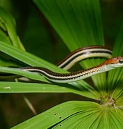 Image result for Dendrelaphis caudolineatus. Size: 176 x 185. Source: www.thainationalparks.com