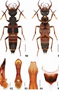 Image result for Heteropiidae Stam. Size: 120 x 185. Source: zookeys.pensoft.net