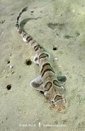 Afbeeldingsresultaten voor "halaelurus Natalensis". Grootte: 120 x 185. Bron: www.sharksandrays.com