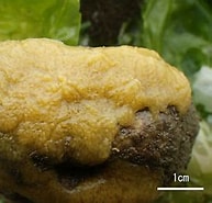 Afbeeldingsresultaten voor Hymeniacidon sinapium. Grootte: 193 x 183. Bron: marine-fauna.wixsite.com