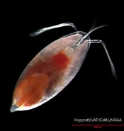 Image result for "boroecia Maxima". Size: 175 x 185. Source: www.arcodiv.org