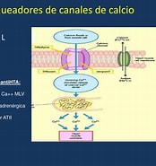 Tamaño de Resultado de imágenes de bloqueador de los canales calcio.: 174 x 185. Fuente: www.slideserve.com