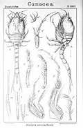 Image result for Diastylis cornuta. Size: 120 x 185. Source: creazilla.com