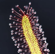 Afbeeldingsresultaten voor "bythotiara Capensis". Grootte: 188 x 185. Bron: curiousplant.com