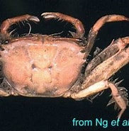Image result for "macrophthalmus Latreillei". Size: 182 x 178. Source: www.crabdatabase.info