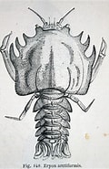 Afbeeldingsresultaten voor Eryonoidea. Grootte: 120 x 185. Bron: palaeos.com