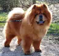Image result for Dansk Chow Chow Klub. Size: 192 x 185. Source: dcck.dk