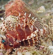 Image result for SCORPAENIDAE Habitat. Size: 176 x 185. Source: fishesofaustralia.net.au
