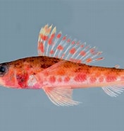 Image result for AULOPIDAE. Size: 176 x 185. Source: fishesofaustralia.net.au