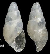 Image result for Ondina diaphana. Size: 169 x 185. Source: www.marinespecies.org