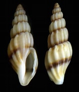 Image result for Mangelia costulata. Size: 159 x 185. Source: www.naturamediterraneo.com