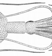 Afbeeldingsresultaten voor Mastigoteuthis Feiten. Grootte: 174 x 185. Bron: animalia.bio
