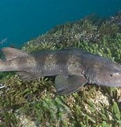 Image result for Blindé haai Habitat. Size: 176 x 185. Source: www.diertjevandedag.classy.be