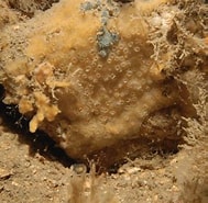 Image result for Hymedesmia Hymedesmia Pilata Stam. Size: 189 x 185. Source: www.researchgate.net