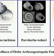Afbeeldingsresultaten voor Archaeogastropoda. Grootte: 181 x 185. Bron: www.youtube.com