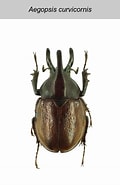 Image result for "gaetanus Curvicornis". Size: 120 x 185. Source: projects.biodiversity.be