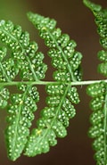 Image result for "pseudochirella Obtusa". Size: 120 x 185. Source: www.phytoimages.siu.edu