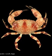 Image result for "lophozozymus Pictor". Size: 173 x 185. Source: www.crustaceology.com