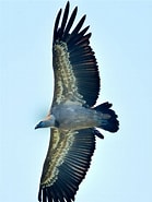 Image result for "leucon Fulvus". Size: 139 x 185. Source: www.juzaphoto.com