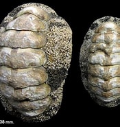 Image result for Acanthopleura granulata Order. Size: 175 x 185. Source: alchetron.com