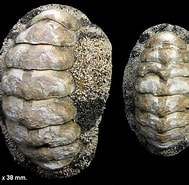 Image result for Acanthopleura granulata Stam. Size: 189 x 185. Source: alchetron.com