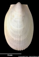 Image result for "limatula Gwyni". Size: 126 x 185. Source: naturalhistory.museumwales.ac.uk