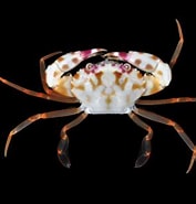 Afbeeldingsresultaten voor Garupa tenuipes. Grootte: 177 x 185. Bron: www.crabdatabase.info