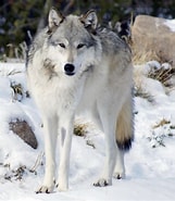 Image result for Wolf stam. Size: 161 x 185. Source: www.wikiwand.com