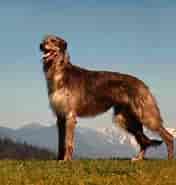 Image result for World Dansk Fritid Husdyr hunde Racer Mynder Skotsk hjortehund. Size: 176 x 185. Source: hunderase.com