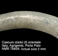 Afbeeldingsresultaten voor Caecum clarkii. Grootte: 189 x 165. Bron: www.marinespecies.org