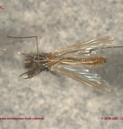 Image result for "chirundina Alaskaensis". Size: 176 x 185. Source: www.zoology.ubc.ca