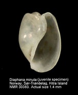 Image result for "diaphana Minuta". Size: 152 x 185. Source: www.nmr-pics.nl