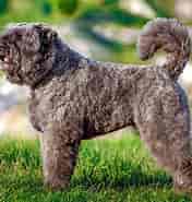 Image result for Bouvier des Flandres Danmark. Size: 176 x 185. Source: www.dailypaws.com