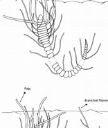 Image result for Cirriformia filigera. Size: 156 x 185. Source: www.researchgate.net