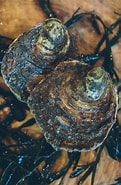 Afbeeldingsresultaten voor oesters Sterven er Door. Grootte: 121 x 185. Bron: www.visitoostende.be