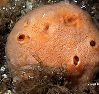 Image result for Lissodendoryx. Size: 194 x 185. Source: www.pacificsponges.ca