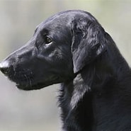 Image result for Flat Coated Retriever FCI. Size: 185 x 185. Source: www.thekennelclub.org.uk