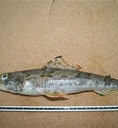 Image result for Aulopus filamentosus Stam. Size: 170 x 185. Source: fishbiosystem.ru