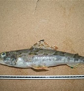 Image result for "aulopus Filamentosus". Size: 171 x 185. Source: fishbiosystem.ru