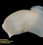 Image result for "roxania Utricula". Size: 176 x 185. Source: opistobranquis.info
