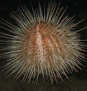 Image result for "echinus Acutus". Size: 176 x 185. Source: www.flickr.com