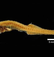 Image result for "cyclothone Acclinidens". Size: 174 x 185. Source: fishesofaustralia.net.au