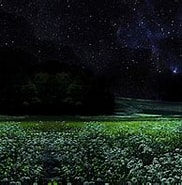 夜光草 に対する画像結果.サイズ: 182 x 145。ソース: 588ku.com